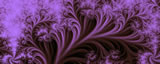Purple Complex