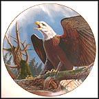 Freedom's Symbol - Bald Eagle