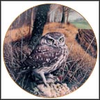 Watchful Eyes - Little Owl