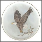 Majestic Flight: The Bald Eagle