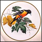 Baltimore Oriole