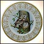Boreal Owl