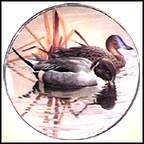 Pintails