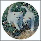 A Chance Meeting: White American Shorthairs