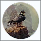 Peregrine Falcon