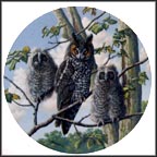 Treetop Trio: Long-Eared Owls