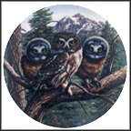 Vast View: Saw-Whet Owls