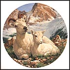 Dall Sheep