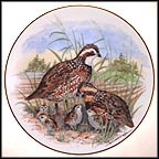 Bobwhite Quail