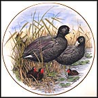 American Coot