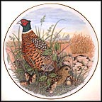 Ring-Necked Pheasant