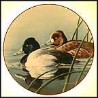 The Lesser Scaup
