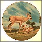 The Slender-Horned Gazelle
