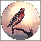 Red-Shouldered Hawk