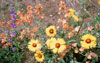 Intermountain Native Mix