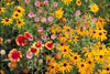Mountain Native Mix
