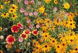 Mountain Native Mix