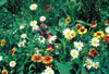 Mountain Value Mix