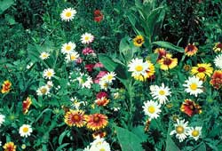 Mountain Value Mix