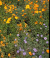 Northwest Value Mix