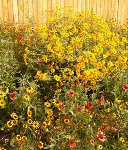 High Plains Native Mix