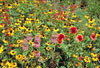 Southeast Native Mix