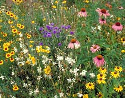 Southeast Value Mix