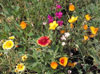 Southwest Native Mix