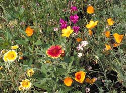 Southwest Native Mix