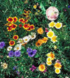Southwest Value Mix