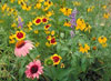 Texas_Oklahoma Native Mix
