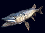 Performance Fish Device