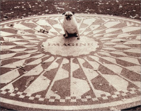 Pug at I Magnins