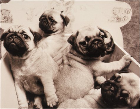 Puppy Pugs in a Cradle